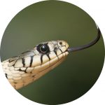 snake 150x150 1